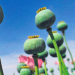 Opium