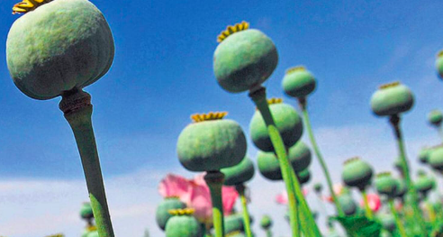 Opium